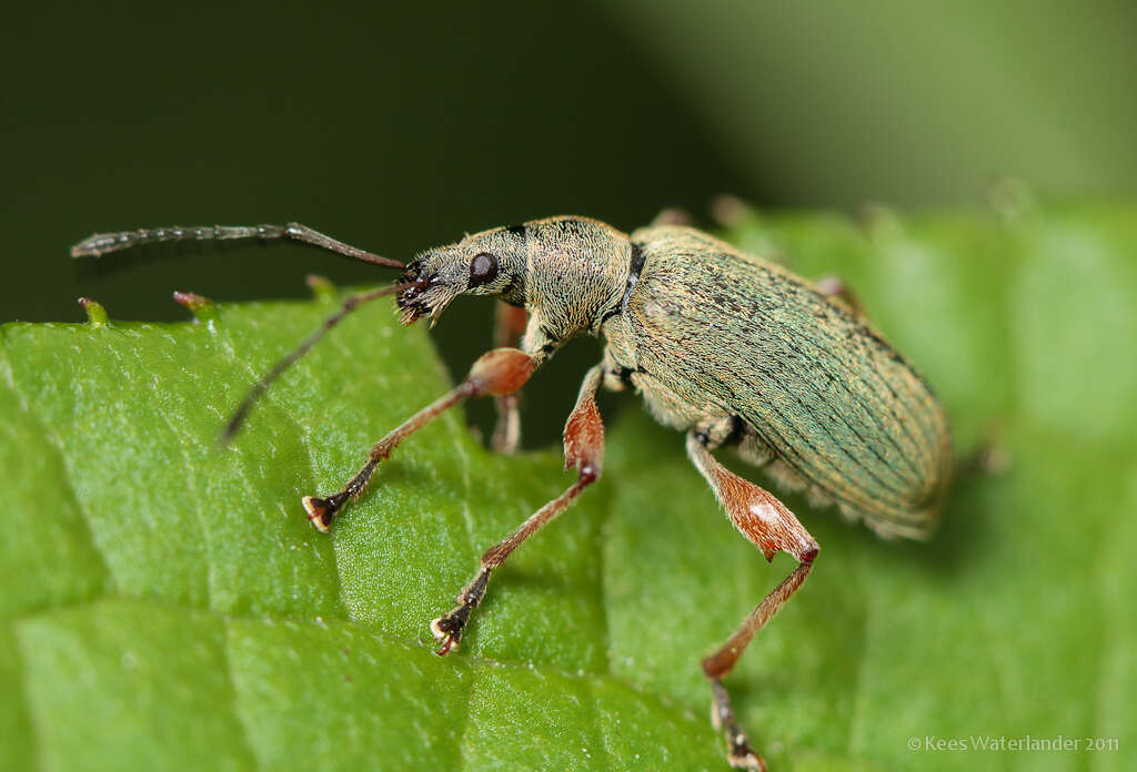 Image of Phyllobius (Metaphyllobius) pomaceus Gyllenhal 1834