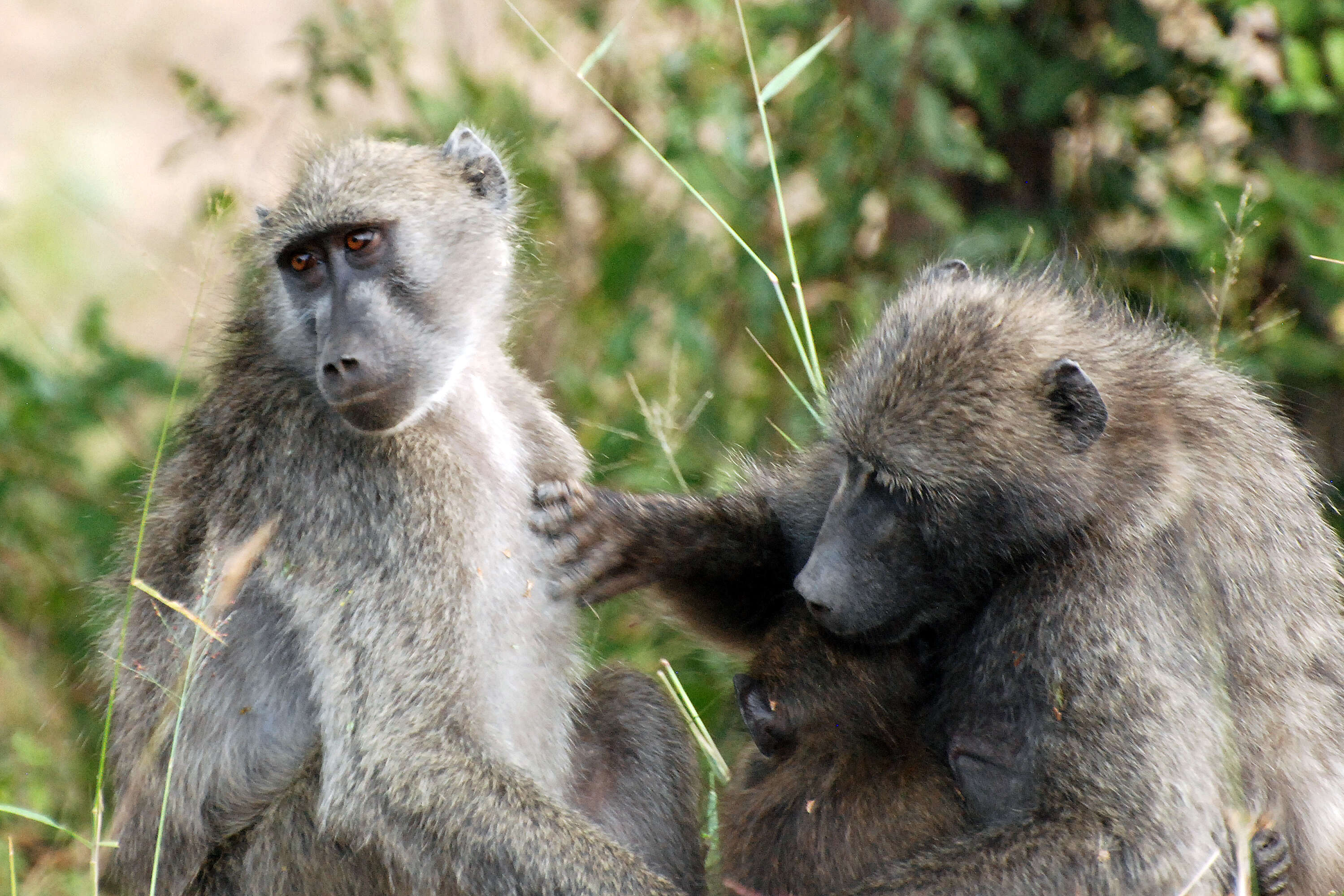 Image of Baboon