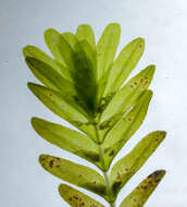 Imagem de Halophila spinulosa (R. Br.) Asch.