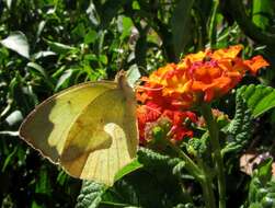 Image of Eurema