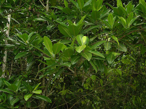 Image of Ficus insipida Willd.