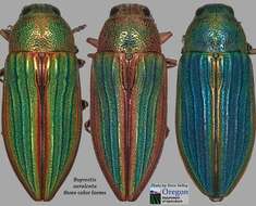 Image of Buprestis