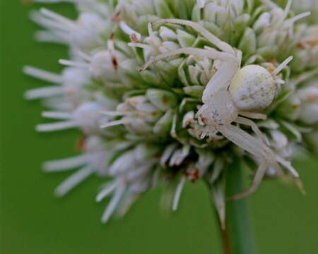 Image of Swift Crab Spider