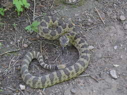 Image of Crotalus oreganus lutosus Klauber 1930