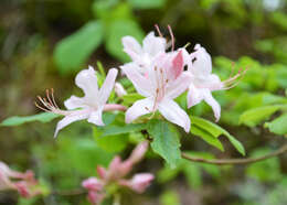 صورة Rhododendron prinophyllum (Small) Millais