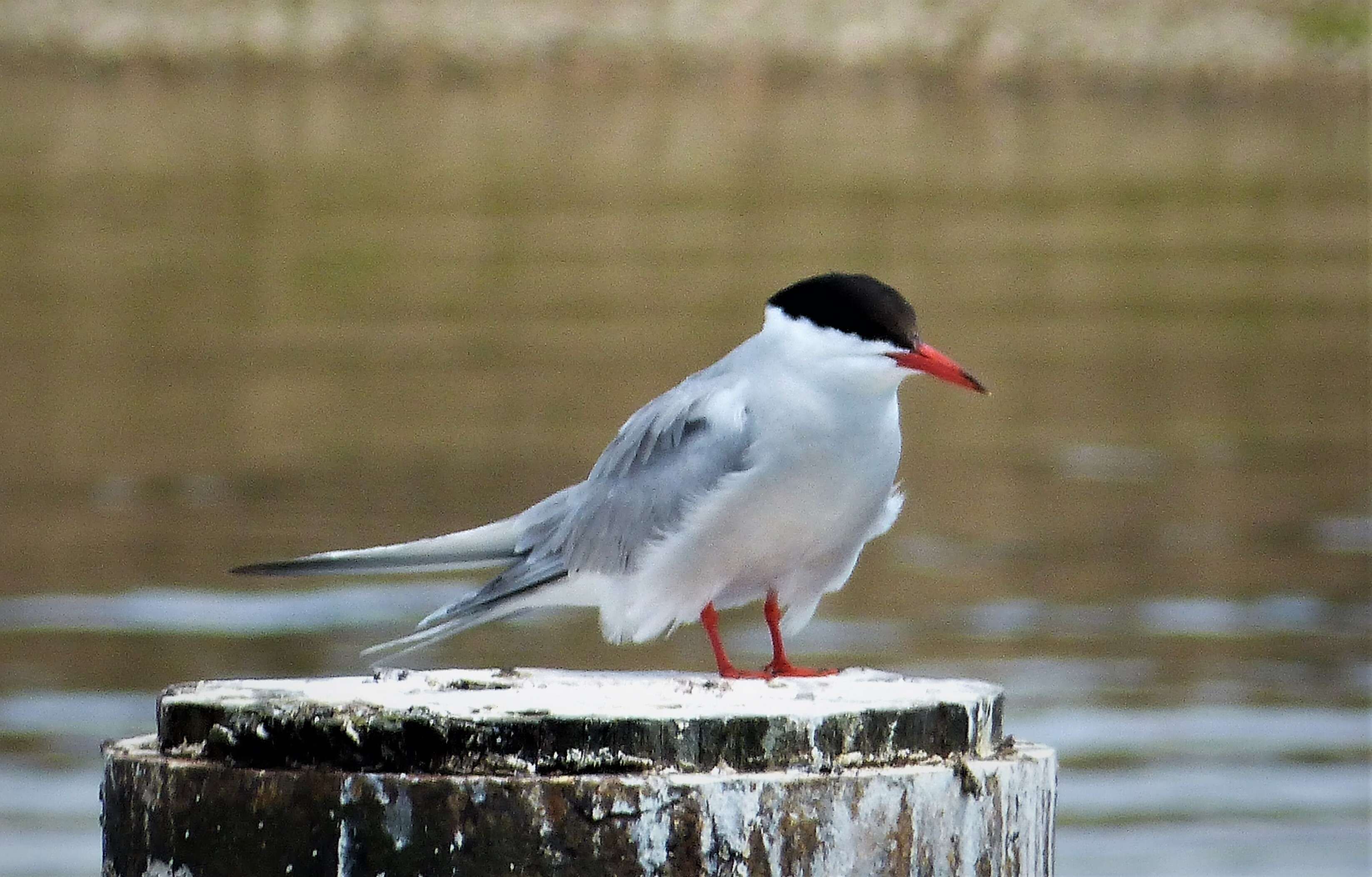 Image of Common Tern