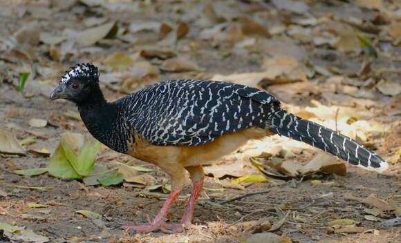 Image of Bare-faced Curassow