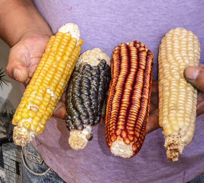 Image of corn