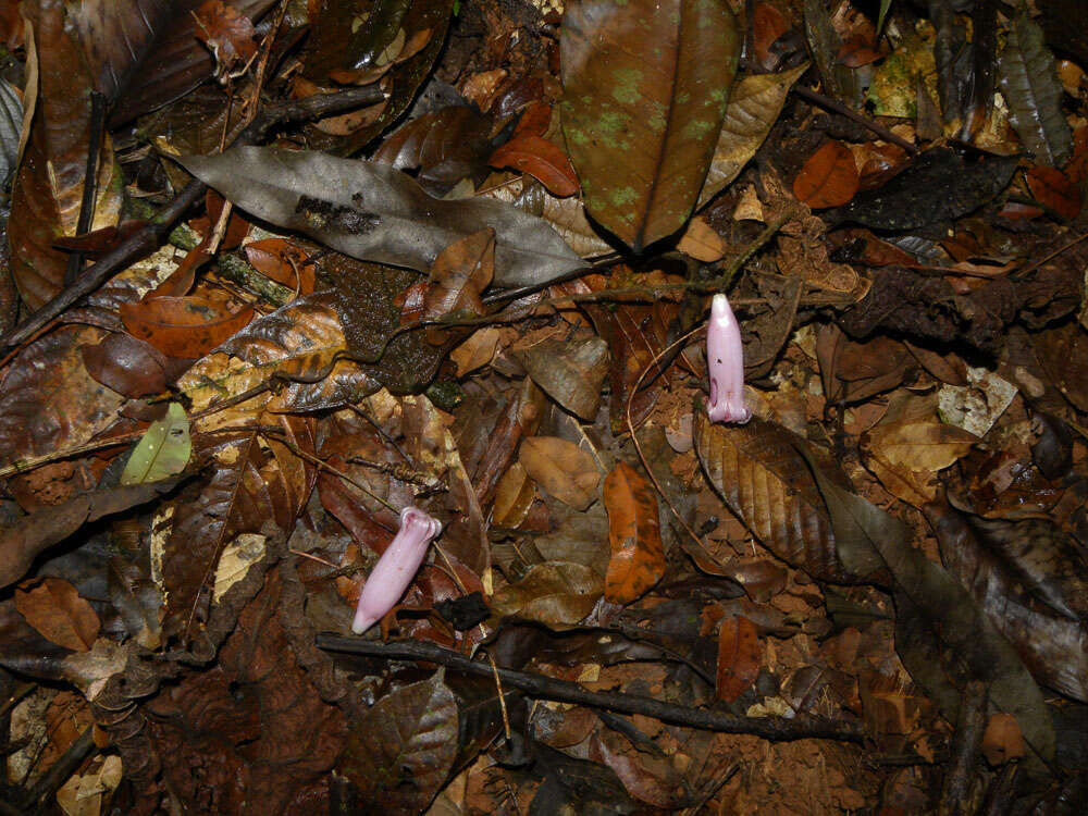 Image of Maripa nicaraguensis Hemsl.