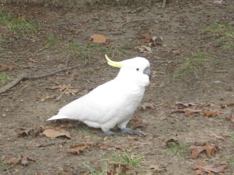 Image of Sulphur-crested Cockatoo