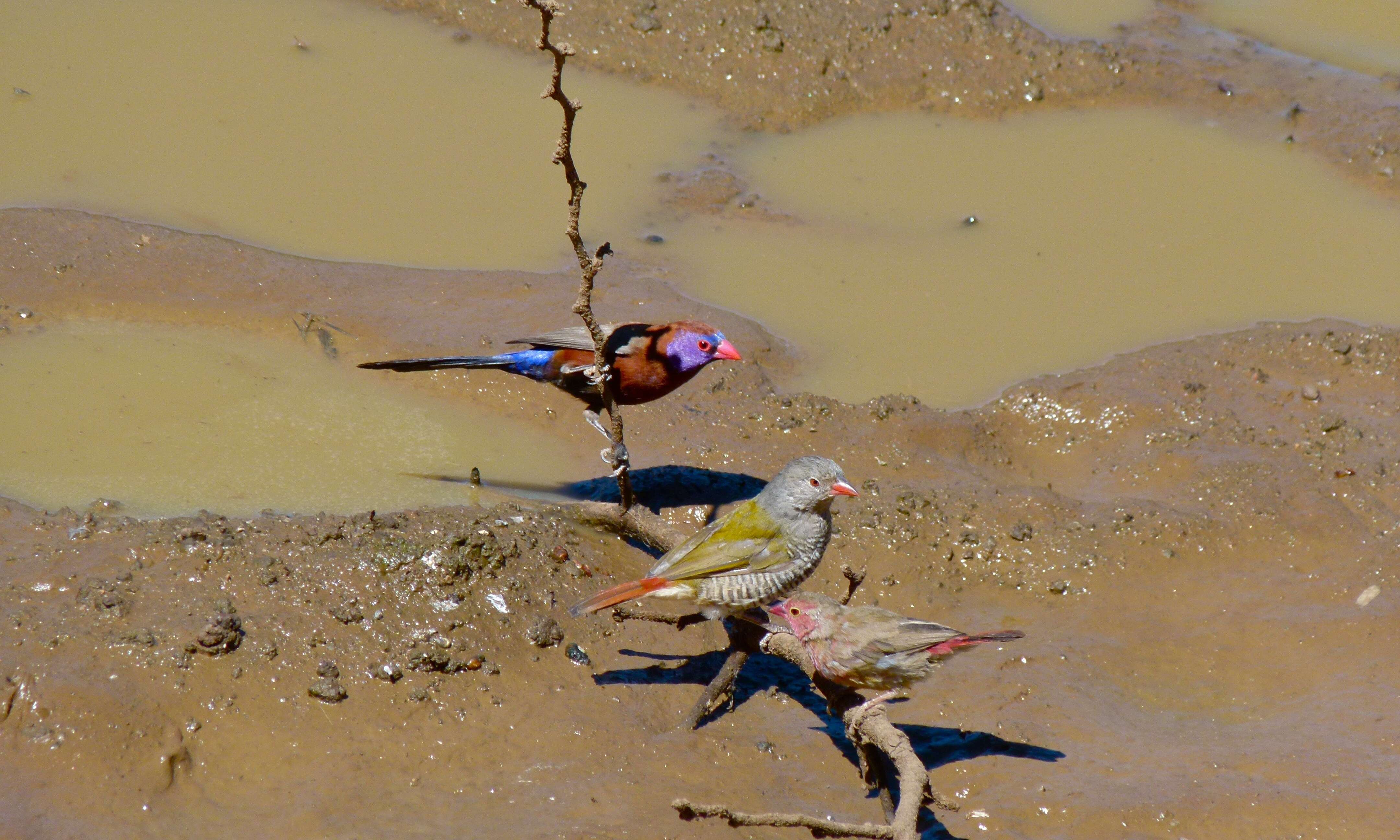 Image of Violet-eared Waxbill