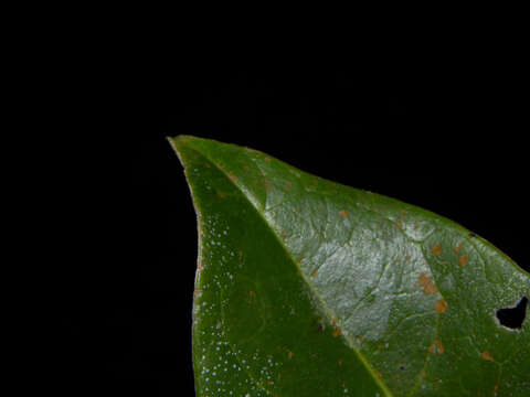 Salacia multiflora (Lam.) DC. resmi