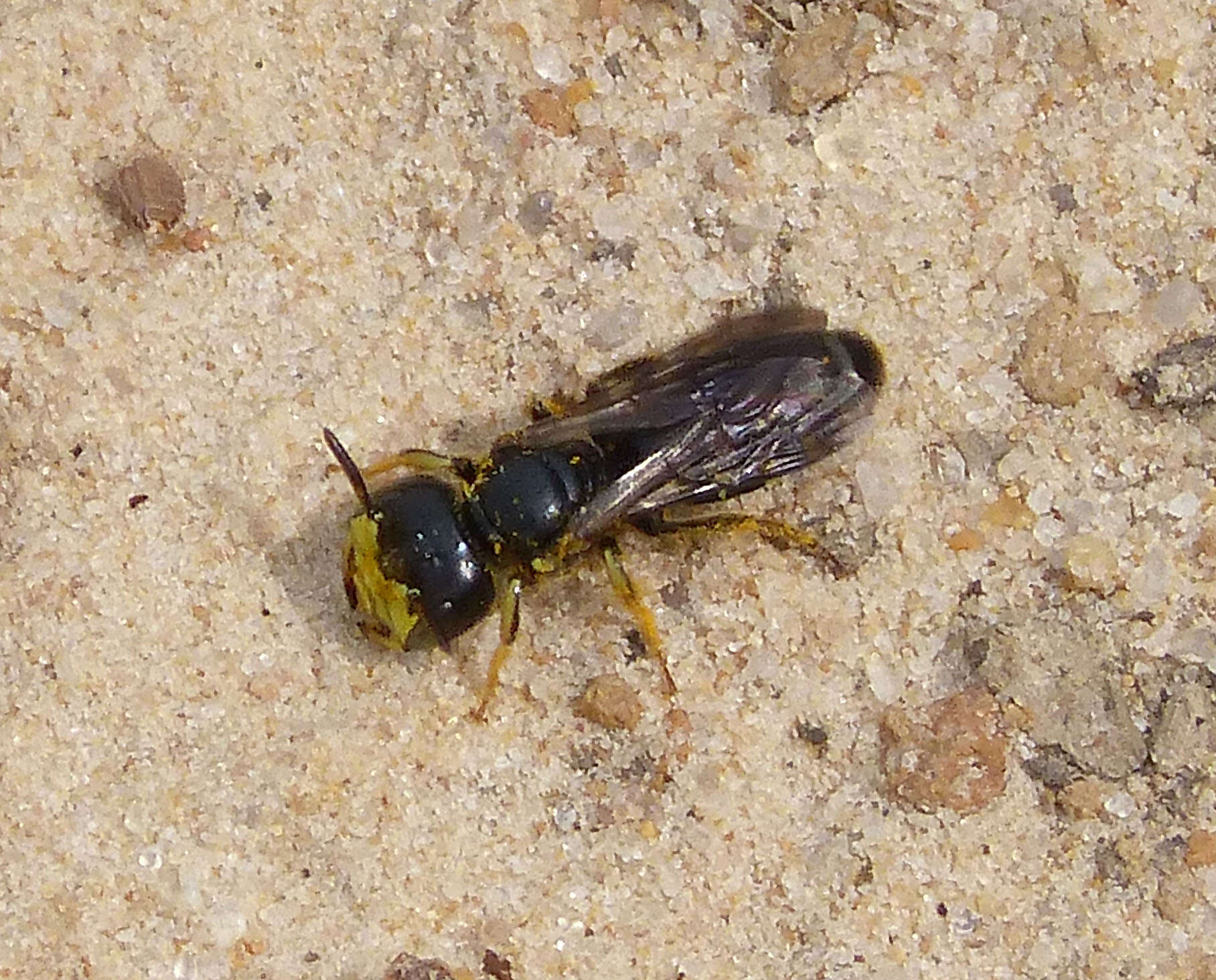 Image of Flavipanurgus venustus (Erichson 1835)