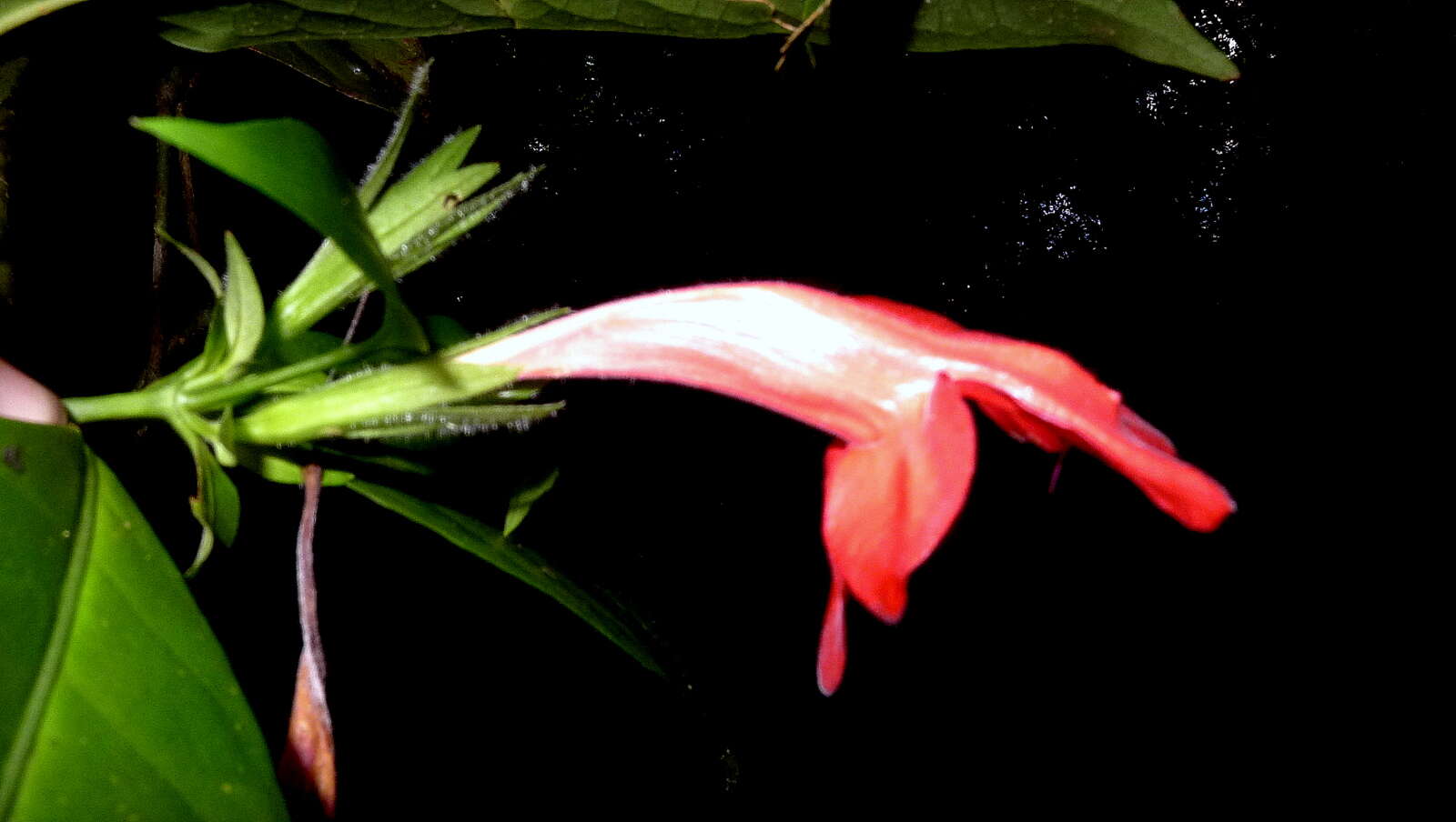 Image of Ruellia affinis (Schrad.) Lindau