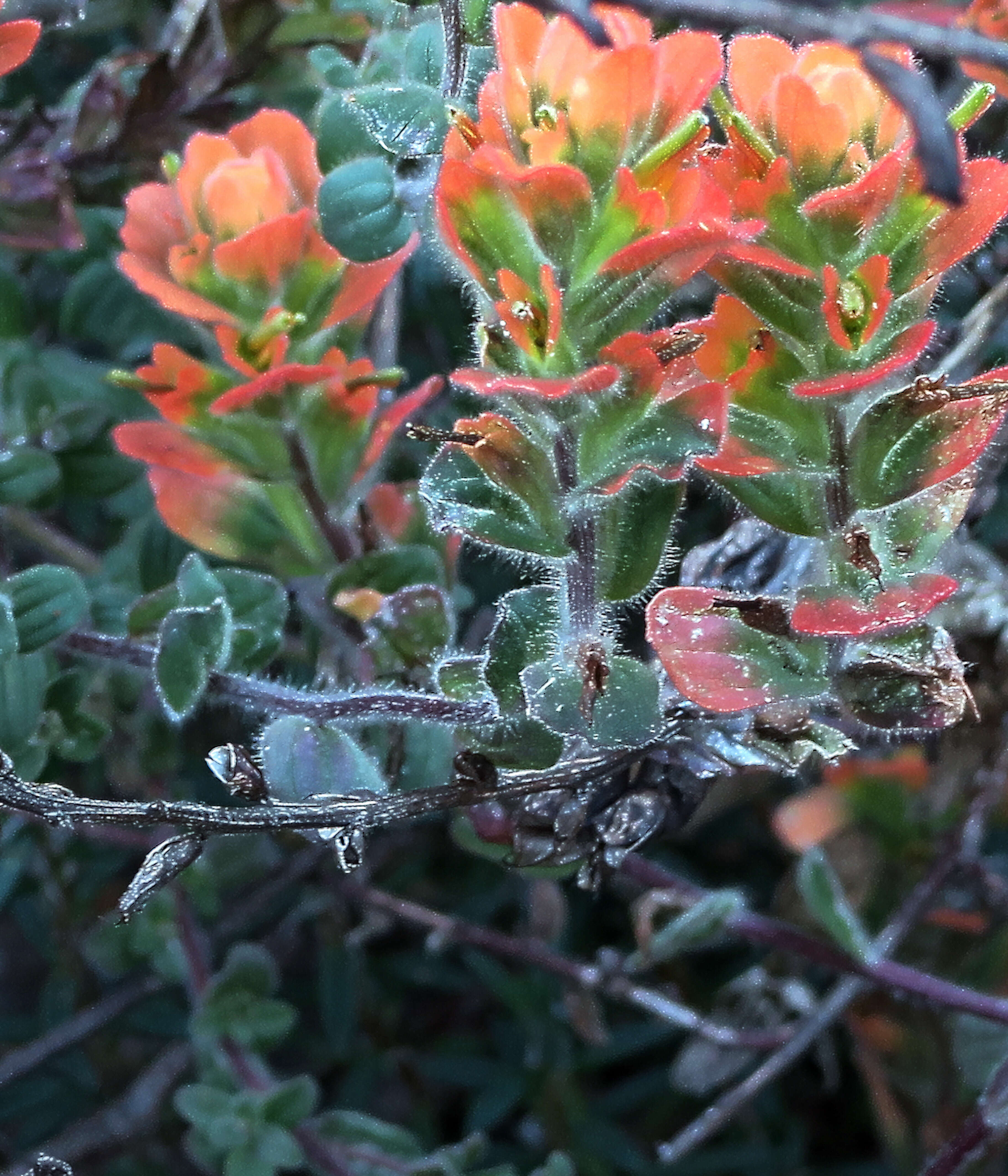 Image of Monterey Indian paintbrush