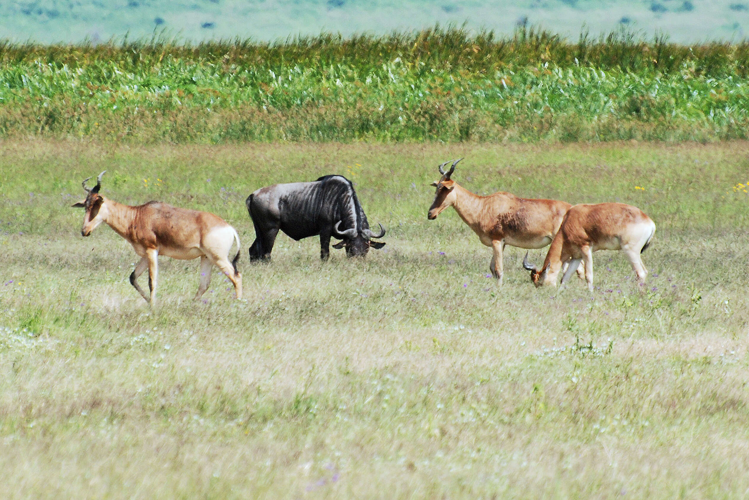 Image of wildebeest