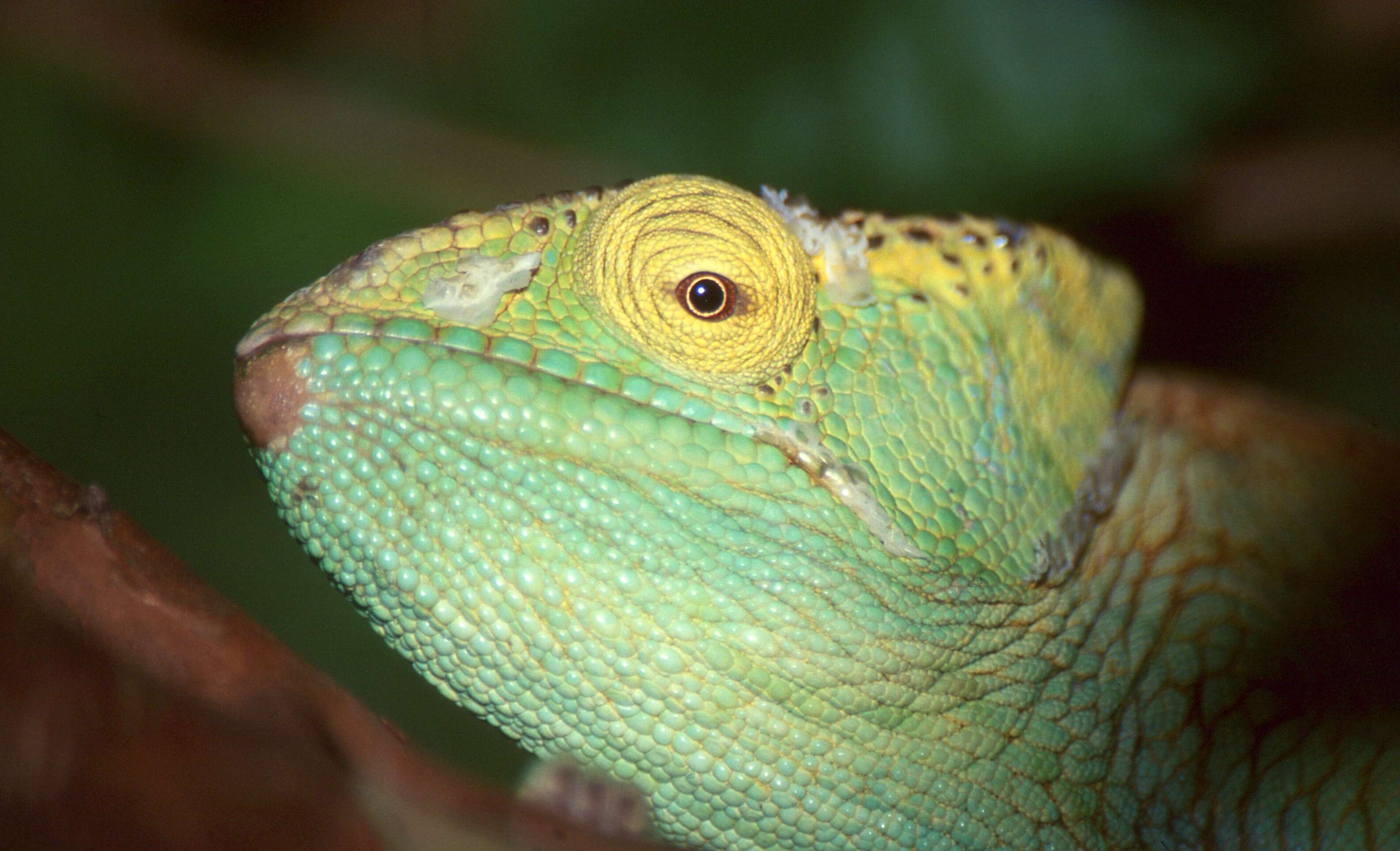 Image of Madagascar & Seychelles Islands Chameleons