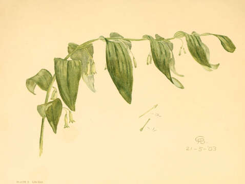 Image of smooth Solomon's seal