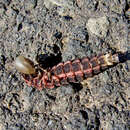 Image of common glow-worm