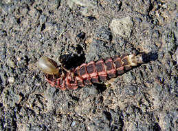 Image of glowworms