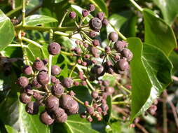 Image of English ivy