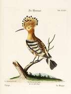 Image of hoopoes