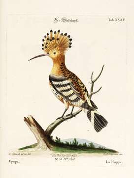 Image of Upupa Linnaeus 1758