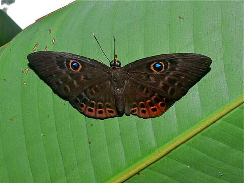 Image of Eurybia Metalmark