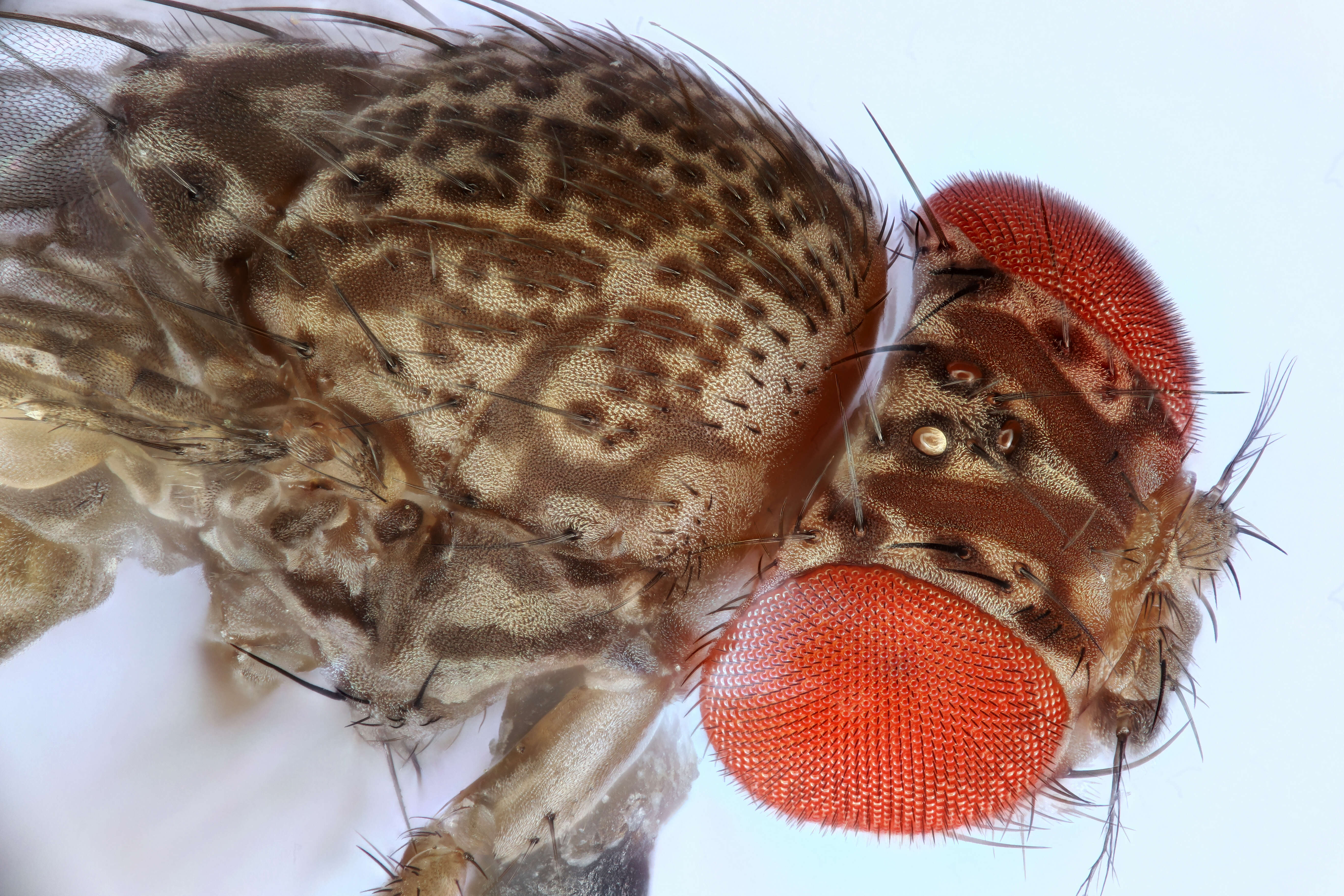 Image of fruit fly