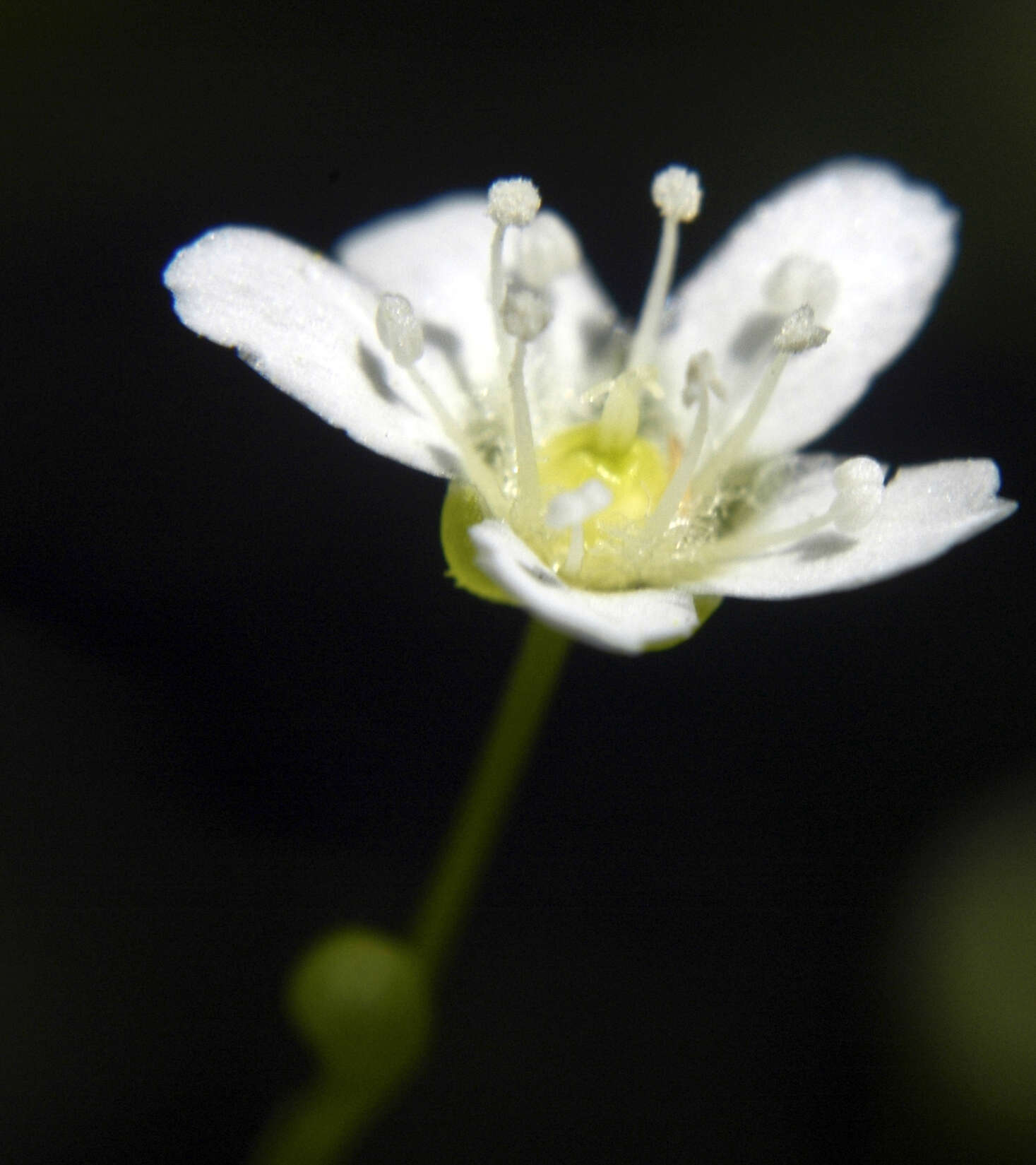 Слика од Moehringia lateriflora (L.) Fenzl