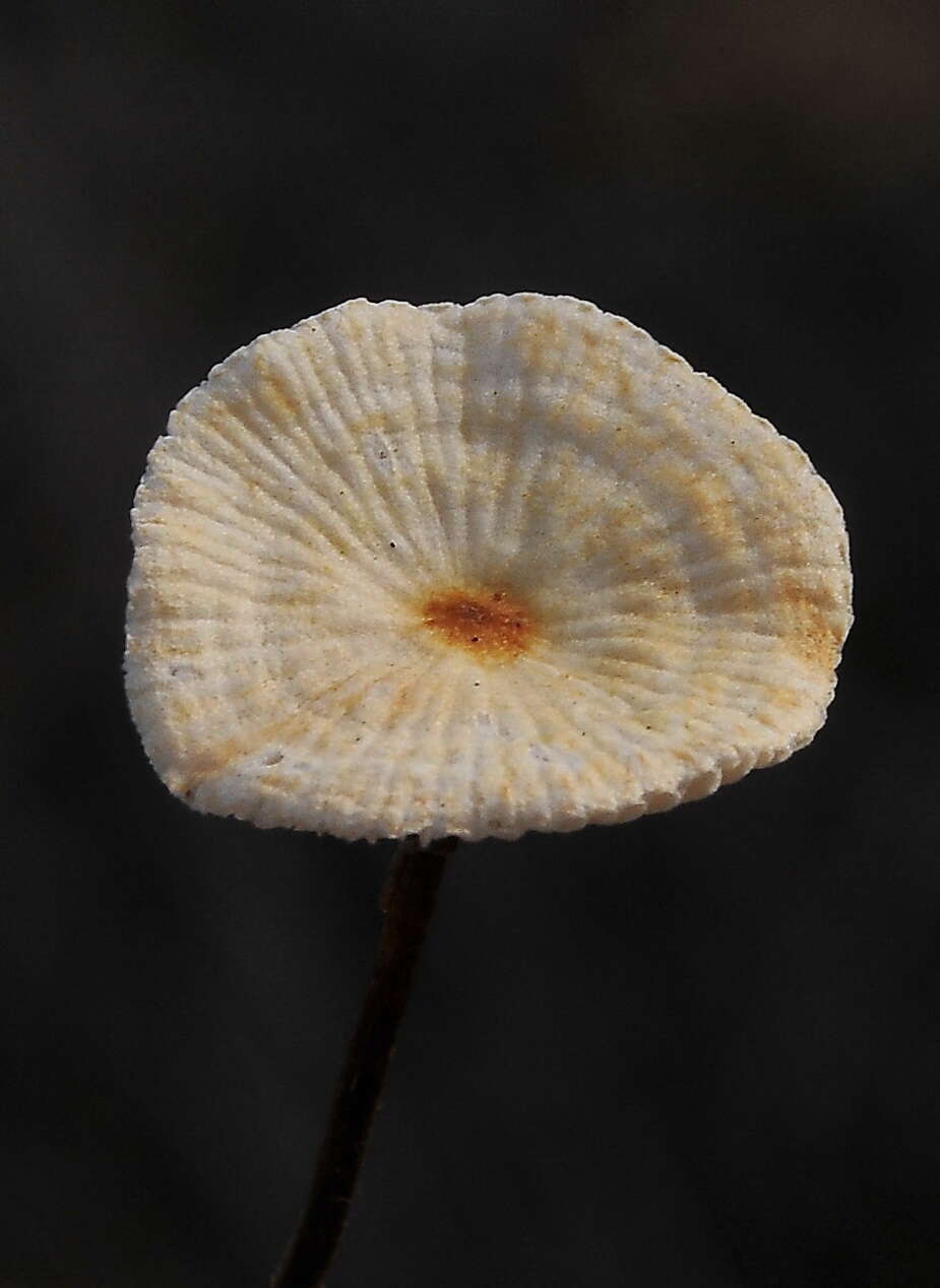 Image of Marasmius rotula (Scop.) Fr. 1838