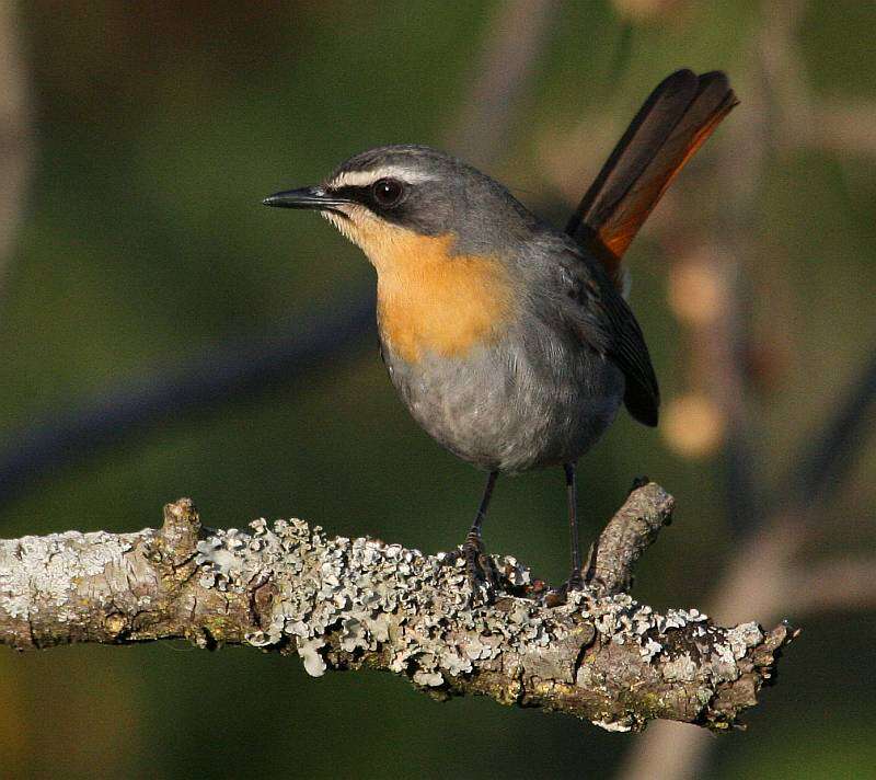 Image of Cape Robin