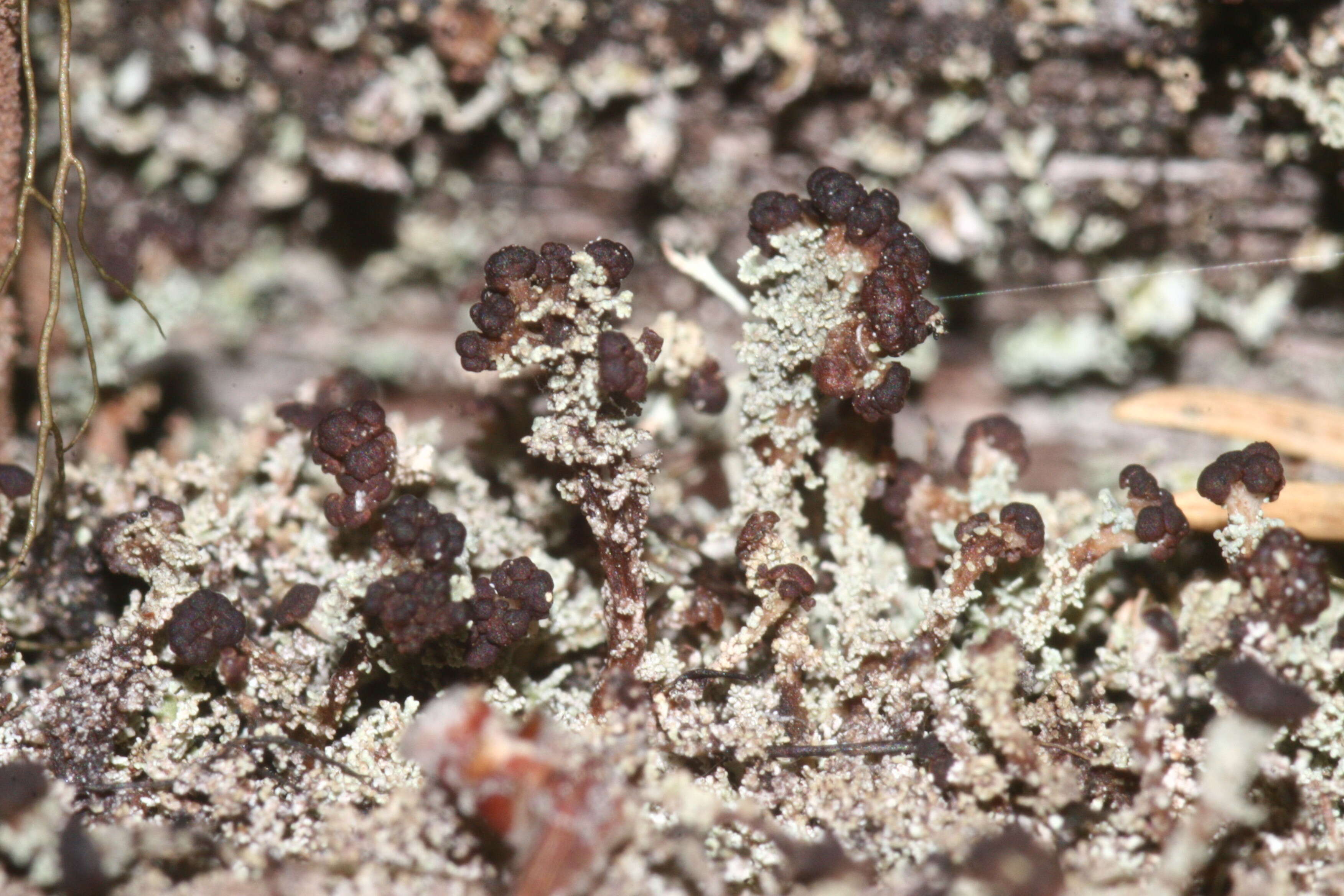 Image of parasite cup lichen
