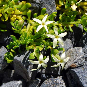 Слика од Stackhousia pulvinaris F. Müll.