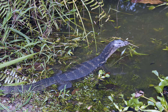 Image of Common Water Monitor