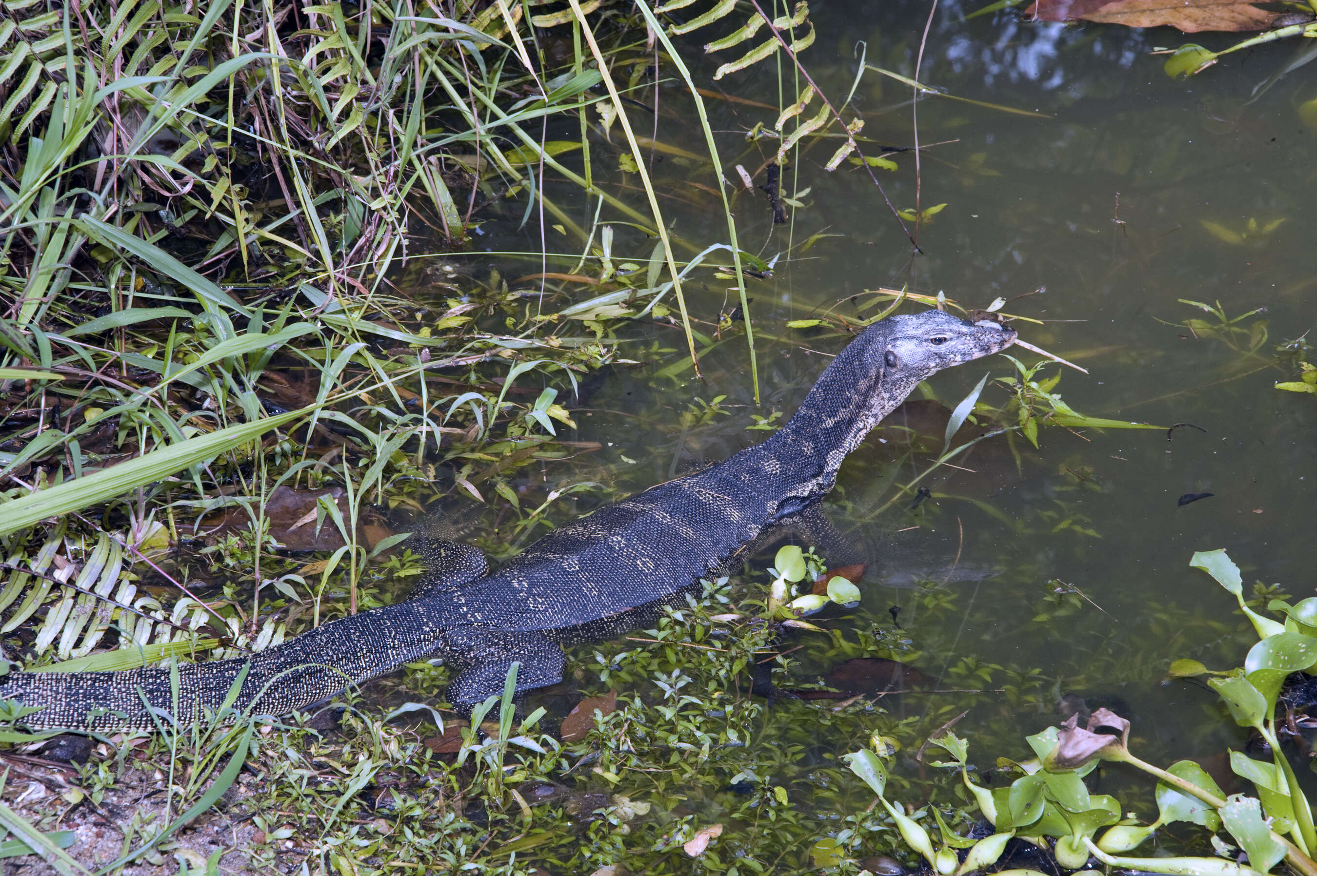 Image of monitor lizards