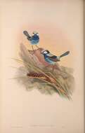 Image of Splendid Wren