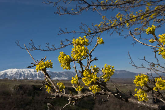 Image of Cornelian cherry dogwood