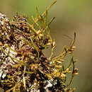 Image of cryphaea moss