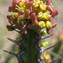 Euphorbia ramulosa L. C. Leach resmi