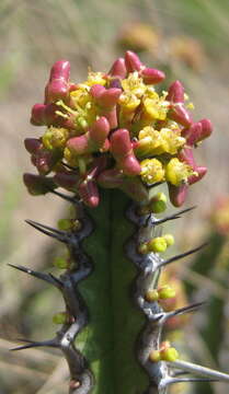 Image of Euphorbia ramulosa L. C. Leach