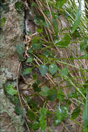 Image of Campanula carnica subsp. carnica