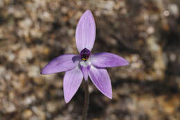 Image of Caladenia major (R. Br.) Rchb. fil.