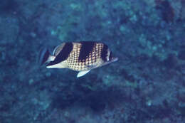 Image of Asian Butterflyfish