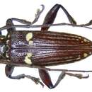 Imagem de Elaidius biplagiatus Breuning 1942