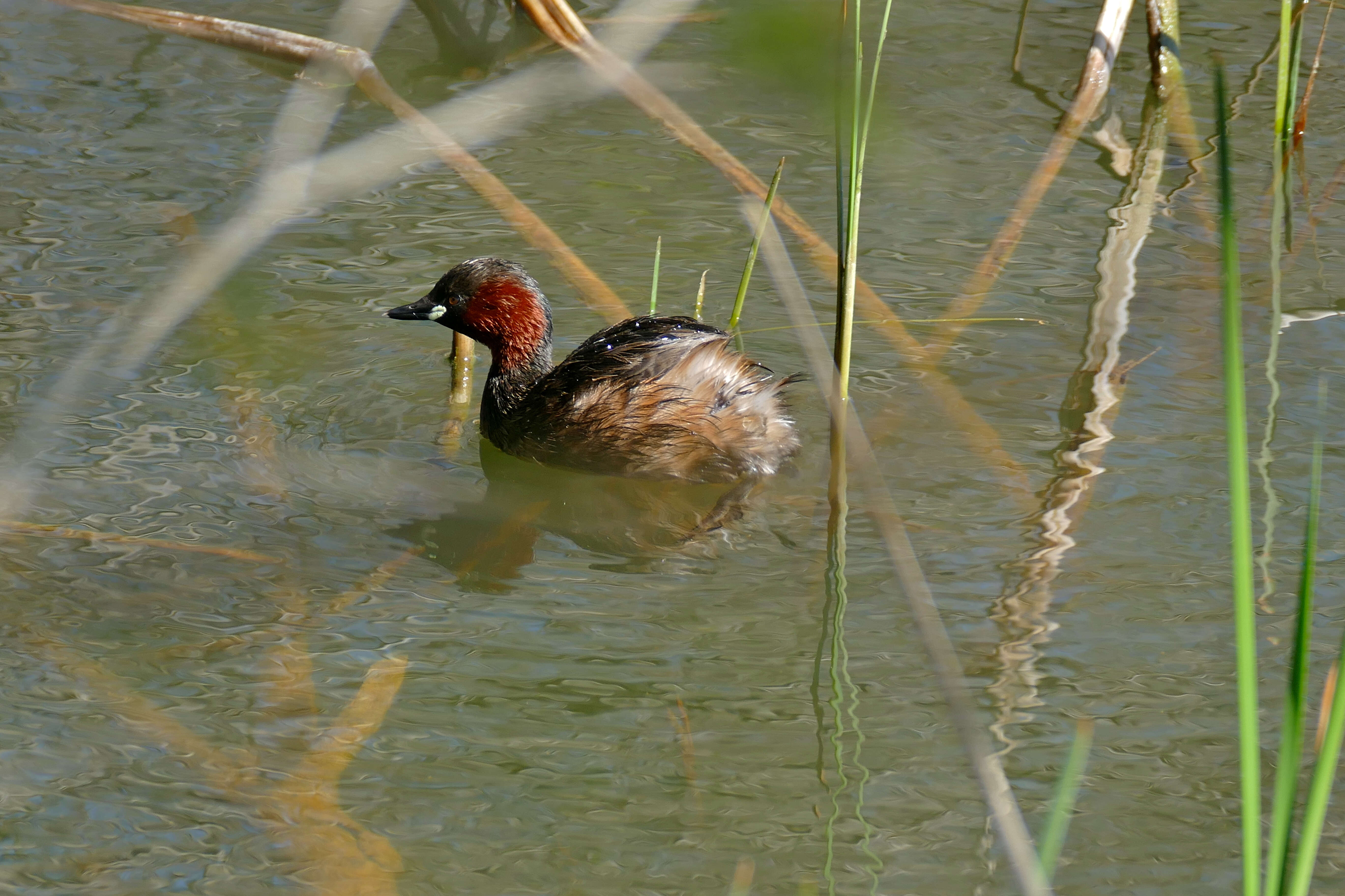 Image of Little Grebe