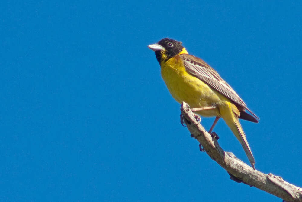 Image de Emberiza Linnaeus 1758