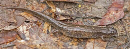 Image of Dusky Salamander