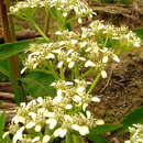 Image of Verbesina macrophylla (Cass.) S. F. Blake