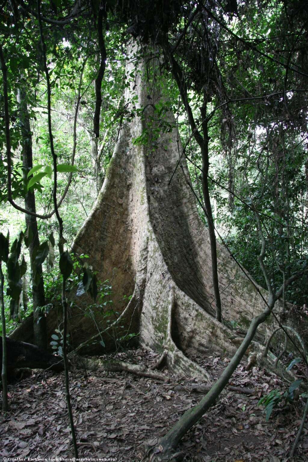 Image of superb terminalia